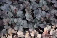 GRDplanten Groendecor Tuinarchitectuur 6x Purperklokje - Heuchera hybr. 'Silver Gumdrop' | 9x9 cm pot