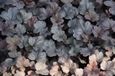 GRDplanten Groendecor Tuinarchitectuur 6x Purperklokje - Heuchera hybr. 'Silver Gumdrop' | 9x9 cm pot