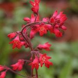 Arborix Heuchera 6 x Heuchera Brizoides 'Pluie De Feu' - Purperklokje pot 9x9cm, kleurrijk en winterhard
