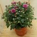 Warentuin Natuurlijk 3 stuks! Mini bol chrysant roze