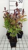 GRDplanten Groendecor Tuinarchitectuur 6x Kattekruid - Nepeta subs. 'Laufen' | 9x9 cm pot