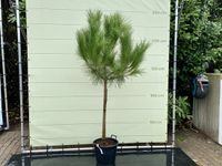Tropictrees Pijnboom Parasolden Pinus Pinea Winterhard Pot ⌀ 35cm Hoogte 175-200cm Groen