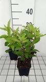 Groendecor Tuinarchitectuur 6x Eupatorium mac. 'Glutball' | pot 9x9 cm