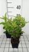 Groendecor Tuinarchitectuur 6x Eupatorium mac. 'Glutball' | pot 9x9 cm
