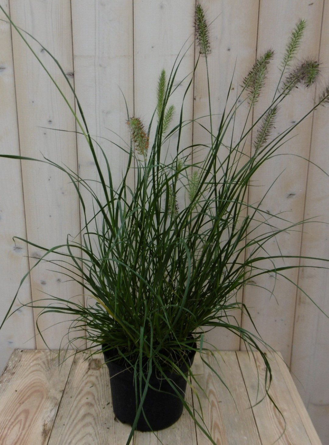 Warentuin Natuurlijk Lampepoetser gras Pennisetum