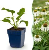 Green boutiQ Vasteplant Echinacea purp. Alba Zonnehoed Bijen- en vlinderlokkers Wit 6 Planten Pot 11cm Hoogte 15-25cm