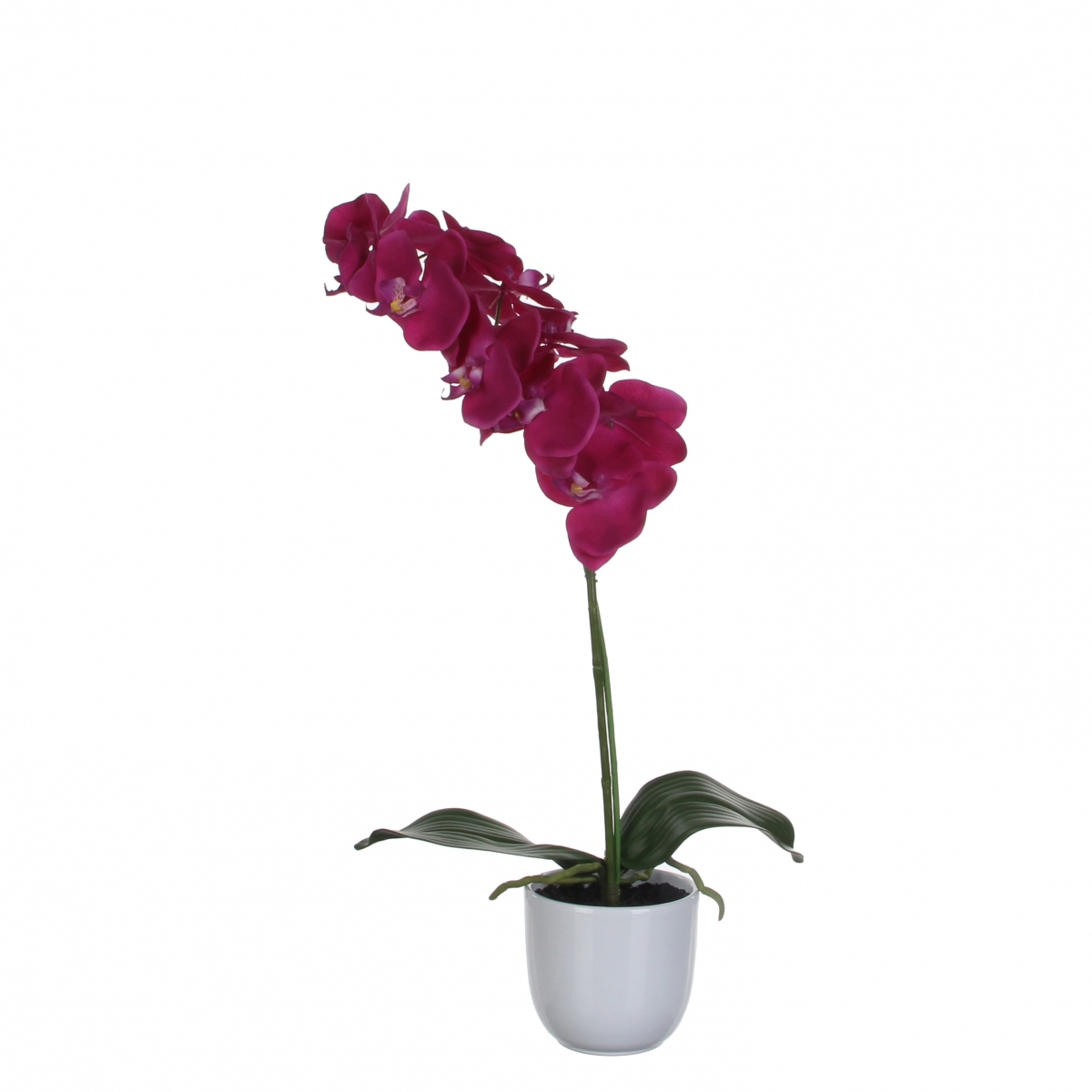 - Phalaenopsis orchidee 60cm