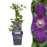 Green boutiQ - 6x Clematis Viticella Polish Spirit - Bosrank - Paars - Klimplant - Ø9cm - 35cm