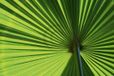 Your Decoration B.V. Kunstdruk Ortwin Klipp - Leaf 1 70x50cm