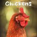 Avonside Kippen Kalender 2027 Wandkalender Dieren Humor België Nederland
