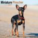 Avonside Miniature Pinscher Kalender 2027