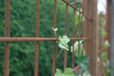 Intergard Betongaas betonmat schutting groen 2x3m