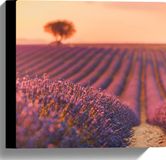 Merkloos / Sans marque Canvas - Oranje Gloed van de Zon over Rijen Lavendelbloemen - 30x30 cm Foto op Canvas Schilderij (Wanddecoratie op Canvas)