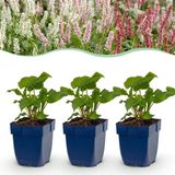 Green boutiQ - Persicaria Tricolour - 6 Planten