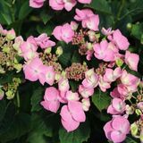 Arborix Hydrangea Macrophylla 'Messalina' - Hortensia - 25-30 cm in pot