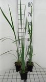 GRDplanten Groendecor Tuinarchitectuur 6x Baardloze iris - Iris sib. 'White Swirl' | 9x9 cm pot