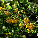 Arborix Berberis Berberis Stenophylla - Zuurbes 40-50 cm pot