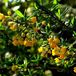 Arborix Berberis Berberis Stenophylla - Zuurbes 40-50 cm pot