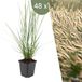 Plants by Frank | 48 Lampenpoetsergras Planten | Pennisetum alopecuroides 'Hameln' | Winterharde bodembedekker planten | tuinplanten | Siergrassen | Winterharde vaste planten meerjarig | Winterharde tuinplanten