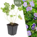 Plants by Frank | 60 Ooievaarsbek Planten | Geranium 'Rozanne' | Winterharde bodembedekker planten | tuinplanten | Winterharde vaste planten meerjarig | Winterharde tuinplanten