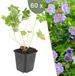 Plants by Frank | 60 Ooievaarsbek Planten | Geranium 'Rozanne' | Winterharde bodembedekker planten | tuinplanten | Winterharde vaste planten meerjarig | Winterharde tuinplanten