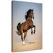 Tableau sur toile Cheval galopant sur le sable 40x60