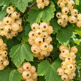 GRDplanten Groendecor Tuinarchitectuur Witte aalbes - Ribes rubr. 'Witte Parel'