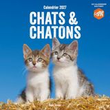 Calendrier mural Chats et Chatons 2027