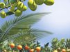Warentuin mix Mediterrane potgrond aarde 40 liter