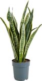 Bloomique - Sansevieria Laurentii - Vrouwentong - Kamerplant - Luchtzuiverend - Gemakkelijk te Verzorgen - 30-40 cm