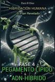 Hibridación Humana: FASE 4: Pegamento Lípido & ADN Híbrido