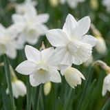 Green boutiQ - 15x Narcissus Triandrus Thalia - Engelennarcis - Wit - Voorjaarsbloeier - Bolmaat 10/12