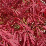 Arborix ACER PALMATUM 'GARNET' - Japanse esdoorn 40 - 50 cm in pot