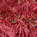 Arborix ACER PALMATUM 'GARNET' - Japanse esdoorn 40 - 50 cm in pot