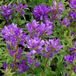 Arborix Campanula 6 x Campanula Glomerata 'Acaulis' - Kluwenklokje Pot 9x9 cm - Laaggroeiende Paarse Bloemen