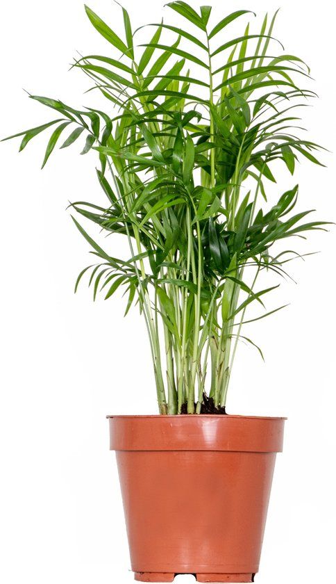 Chamaedorea Elegans - Mexicaanse Dwergpalm - ⌀12 cm - 45 cm