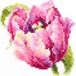 Magic Needle 150-013 ZW roze tulp kruissteekset met telpatroon Zweigart Edition, katoen, meerkleurig, 11x11cm