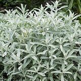 Arborix Artemisia 6 x Artemisia ludoviciana 'Silver Queen' - Bijvoet pot 9x9 cm