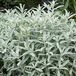 Arborix Artemisia 6 x Artemisia ludoviciana 'Silver Queen' - Bijvoet pot 9x9 cm