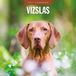 Red Robin Vizsla Kalender 2027 Wandkalender Dieren 60 cm x 2522 cm