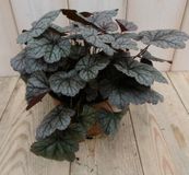 Warentuin natuurlijk Warentuin Heuchera Purperklokje grijs/rood tot licht rood (2 stuks)