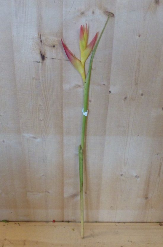Warentuin Natuurlijk Decoratietak Paradijsvogel Strelitzia bloem