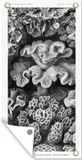 Poster de jardin - Corail - Ernst Haeckel - 100x200 cm - Bannière - Décoration de jardin