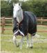 Premier Equine Buster Hardy Waterdichte Paardendeken 100g Zwart
