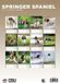 CalendarsRUs Welsh Springer Spaniel A3 Kalender 2027