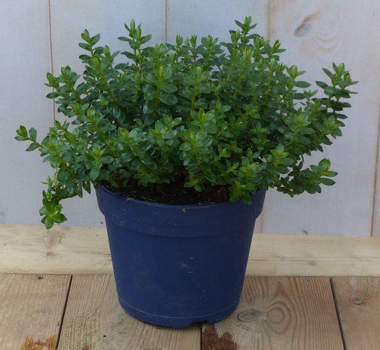 Warentuin natuurlijk Hebe groenblijvend vaste plant met onkergroen blad