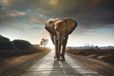 Alexsar Art Tuinschilderij olifant 70x50cm