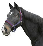 Kerbl Halster Dexter - met fleece - blauw - mt 0