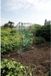 Nature Kas voor tomaten, 100x50x150 cm, polyethyleen, metaal, UV-bestendig, wit