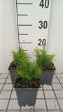 GRDplanten Groendecor Tuinarchitectuur 6x Heiligenbloem - Santolina rosm. 'Lemon Fizz' | 9x9 cm pot